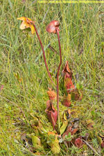 pitcher plant